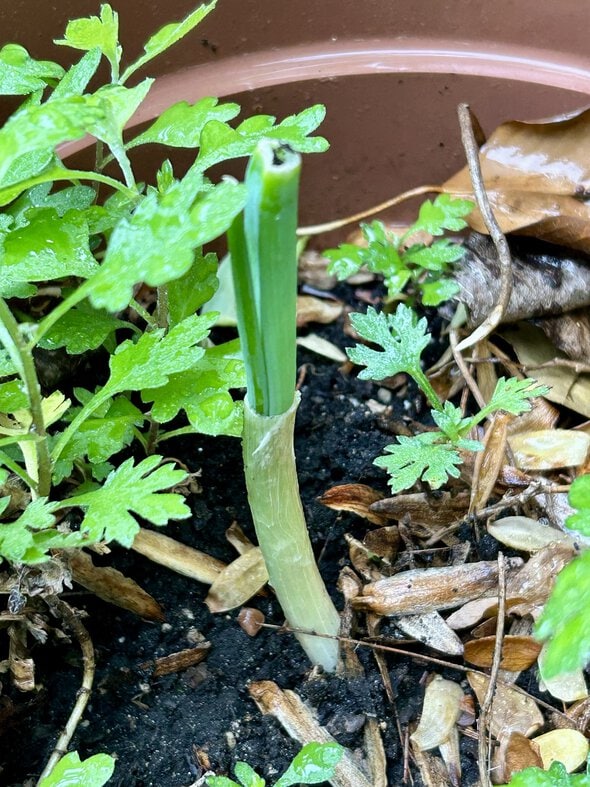 green onion in pot.