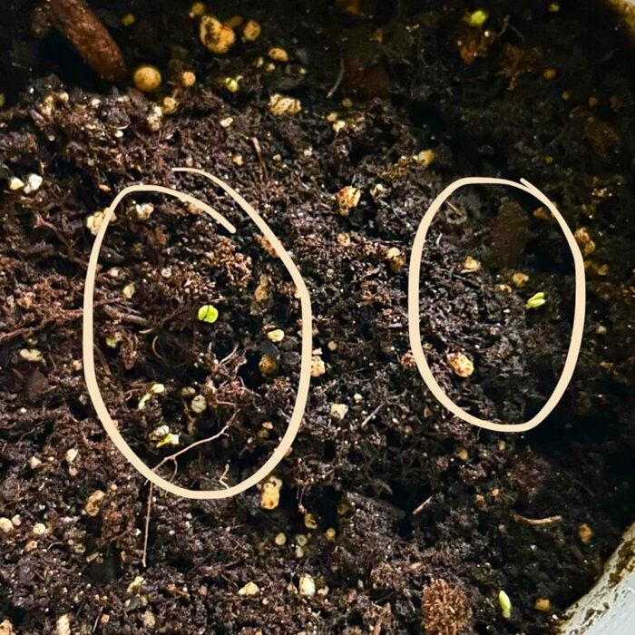 basil seedlings.