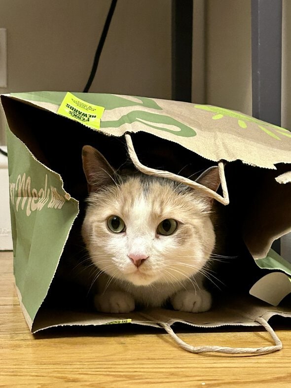 cat in a bag.