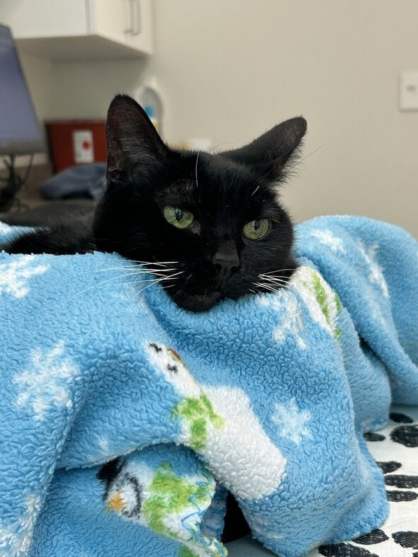 black cat in basket.