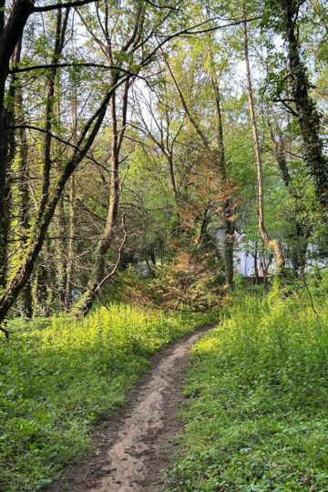 sunny trail in the woods.
