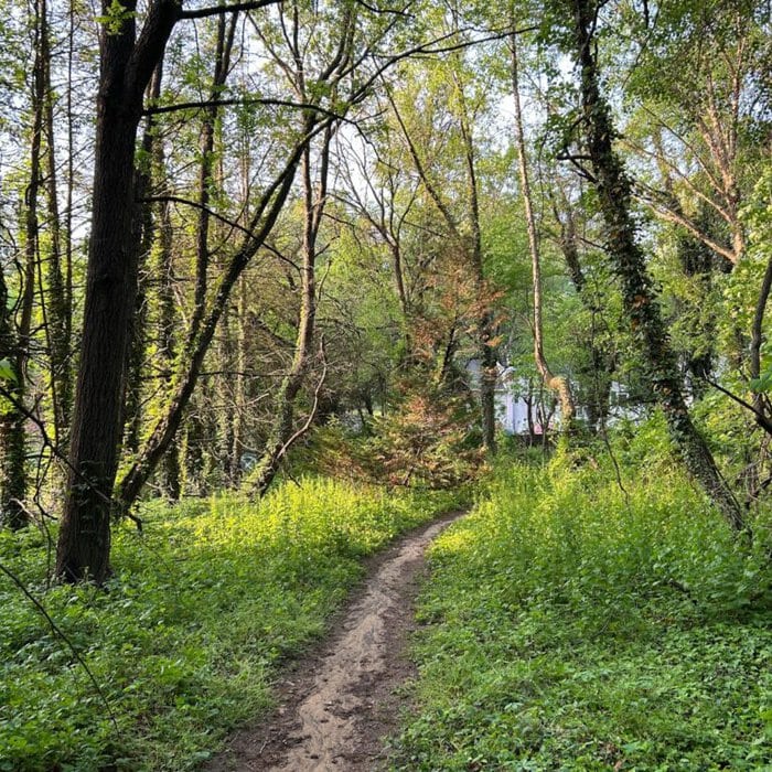 sunny trail in the woods.