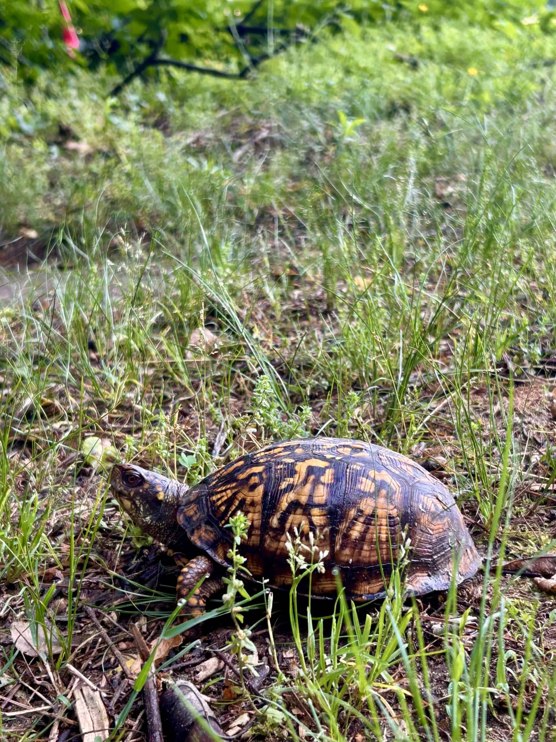 box turtle in grass.
