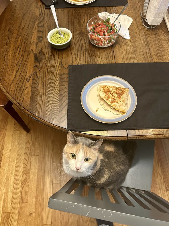 cat at dinner table.