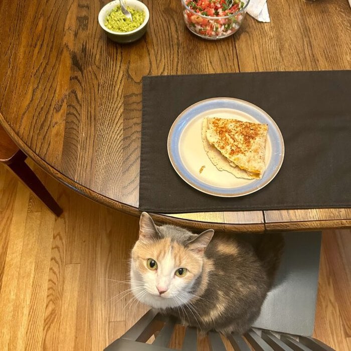 cat at dinner table.