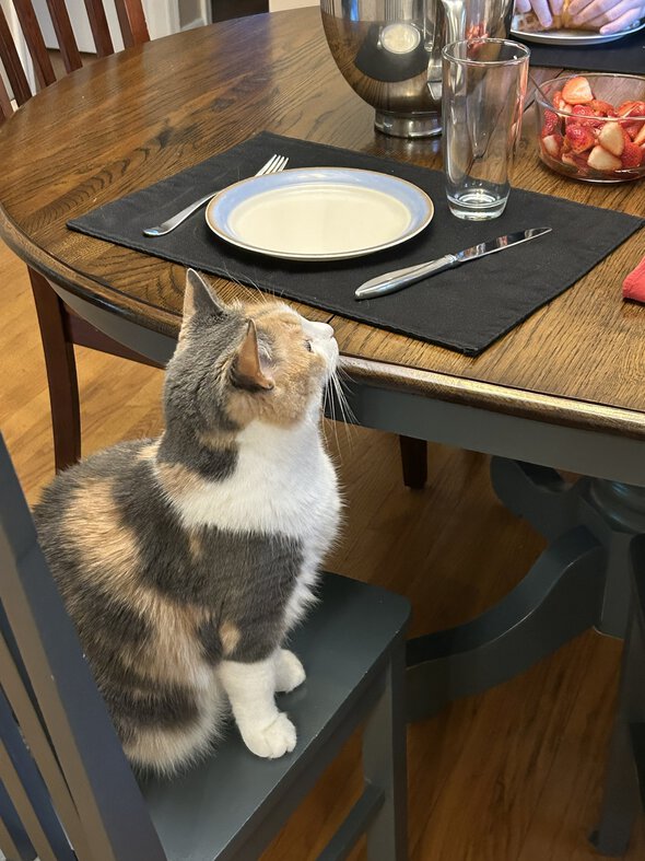 cat sitting in chair.