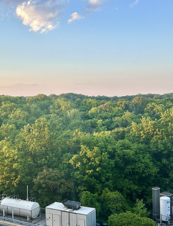 city trees.