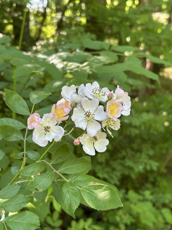spring blossoms.