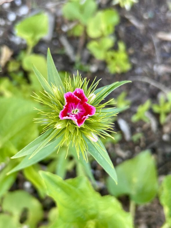 pink flower.