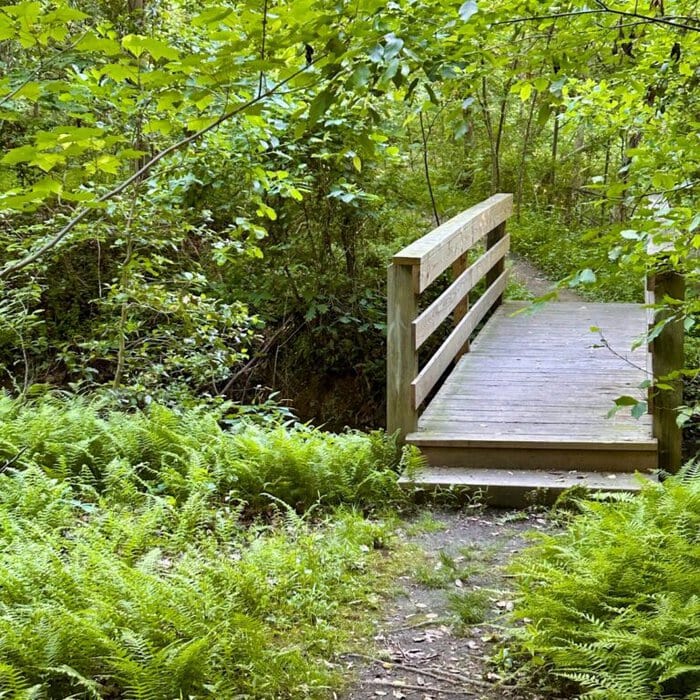 Thankful Thursday | a green world