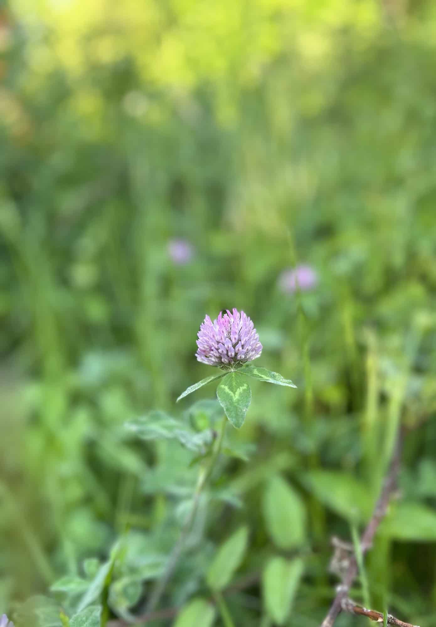 thistle flower.