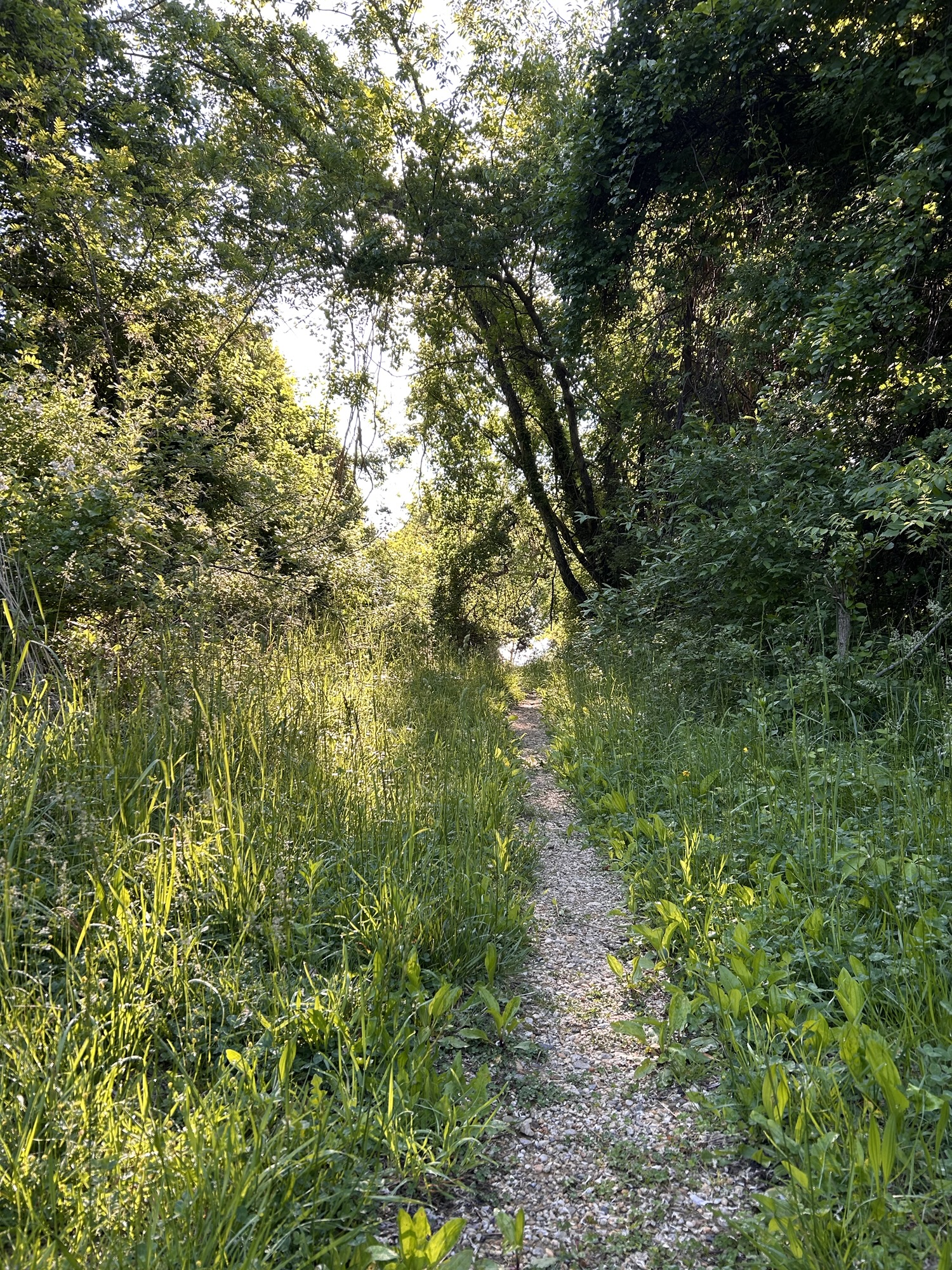 green trail.