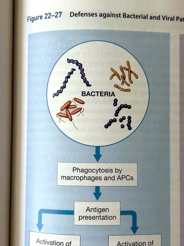 bacteria textbook page.