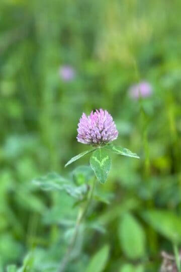 thistle.