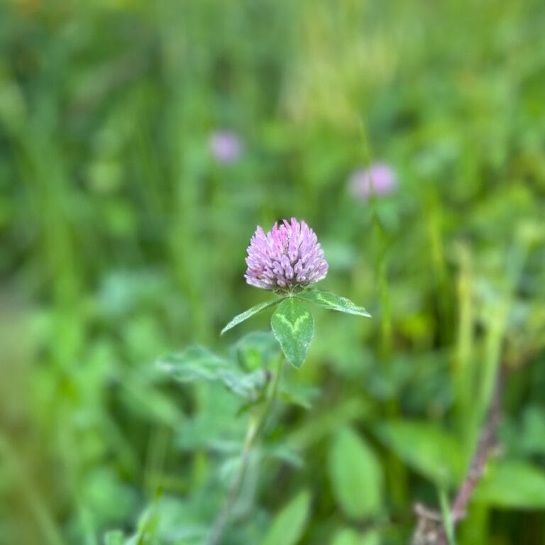 thistle.