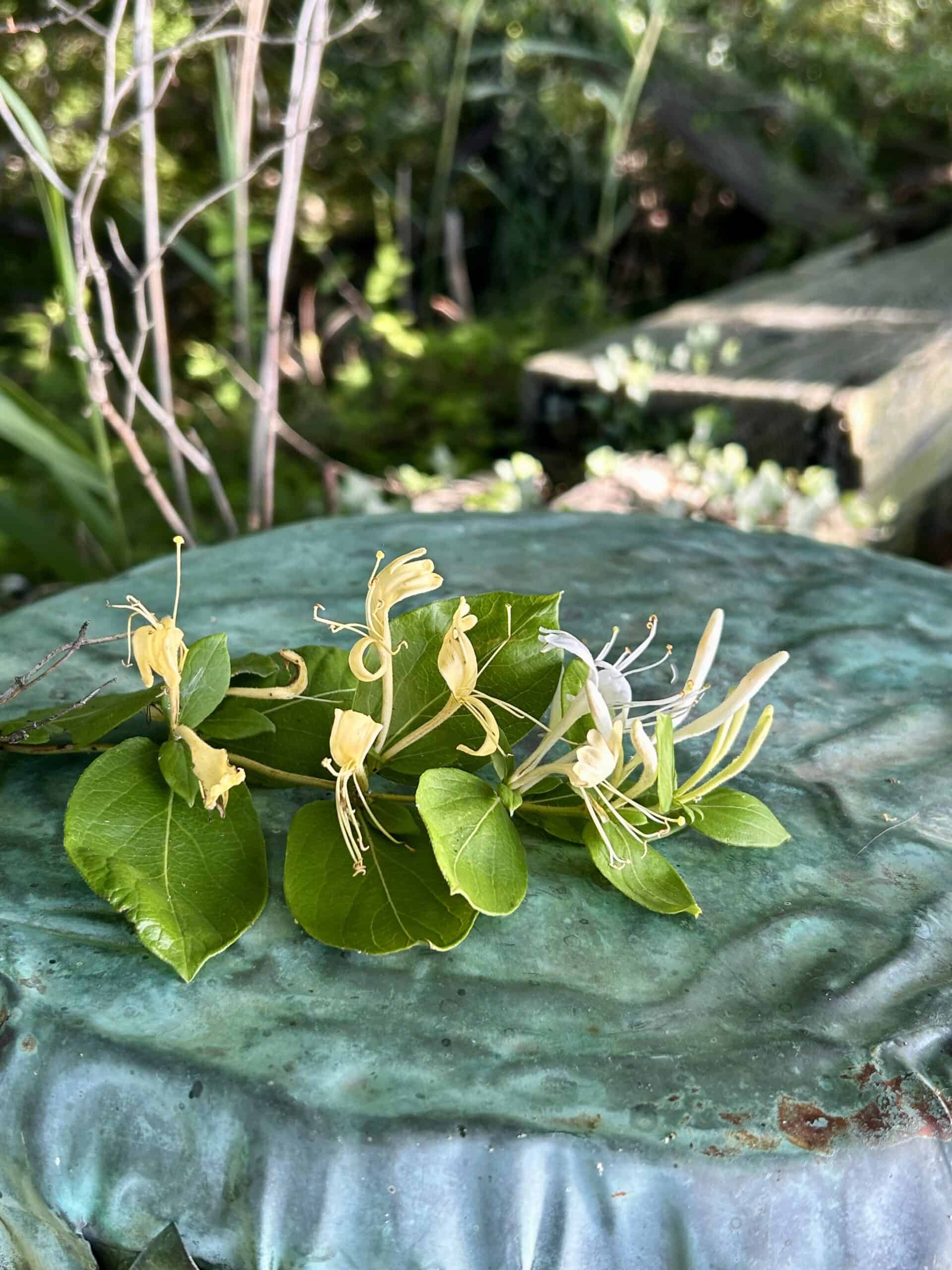 honeysuckle.