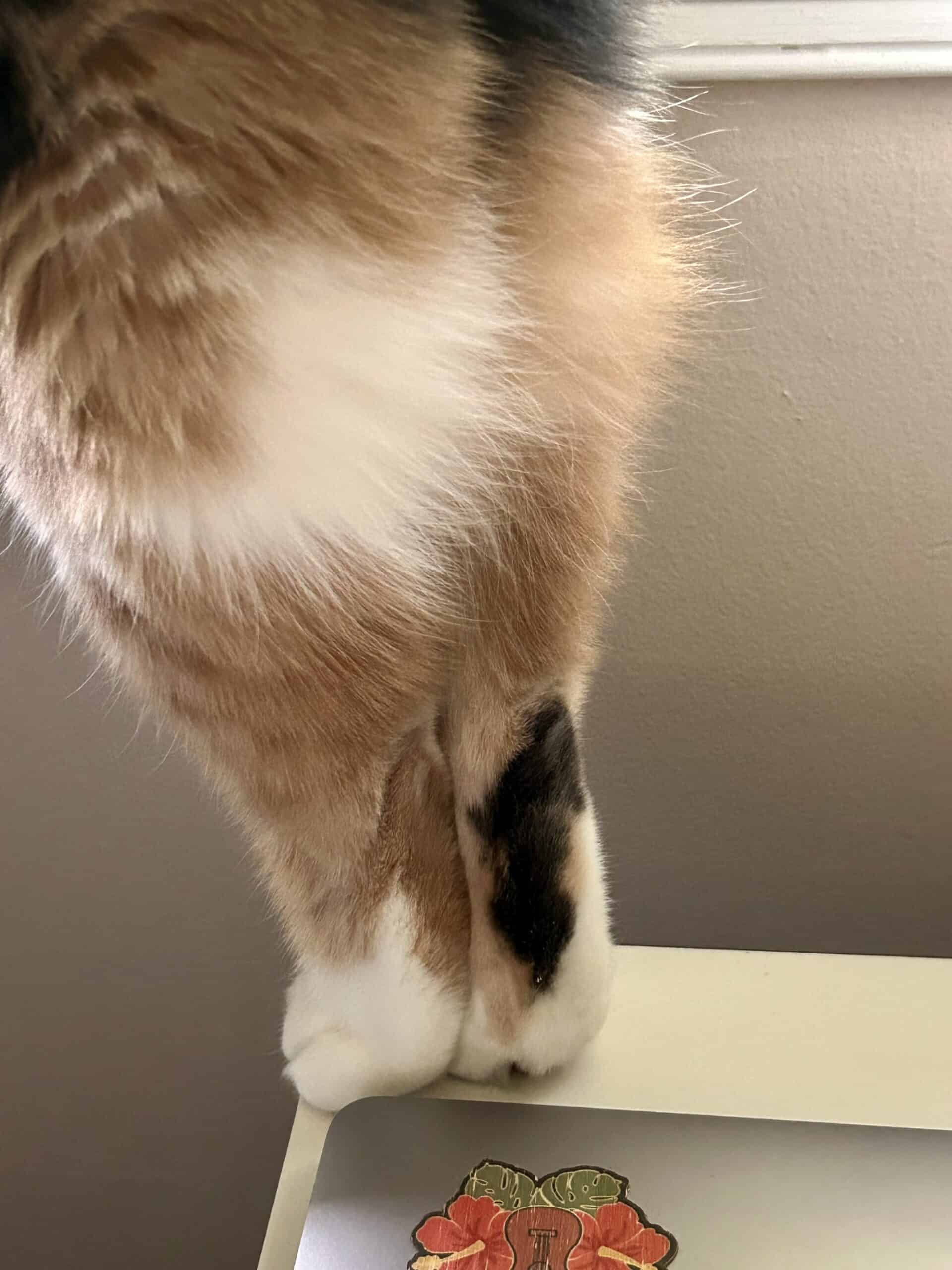 short cat legs.