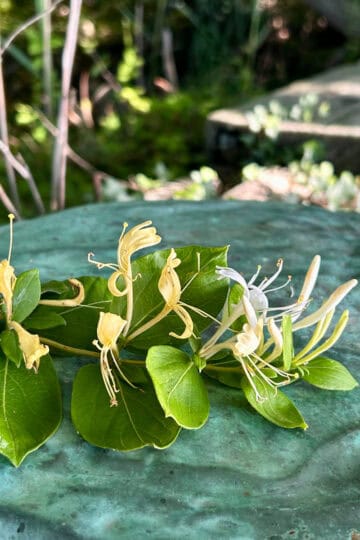 honeysuckle.