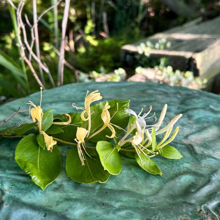 honeysuckle.