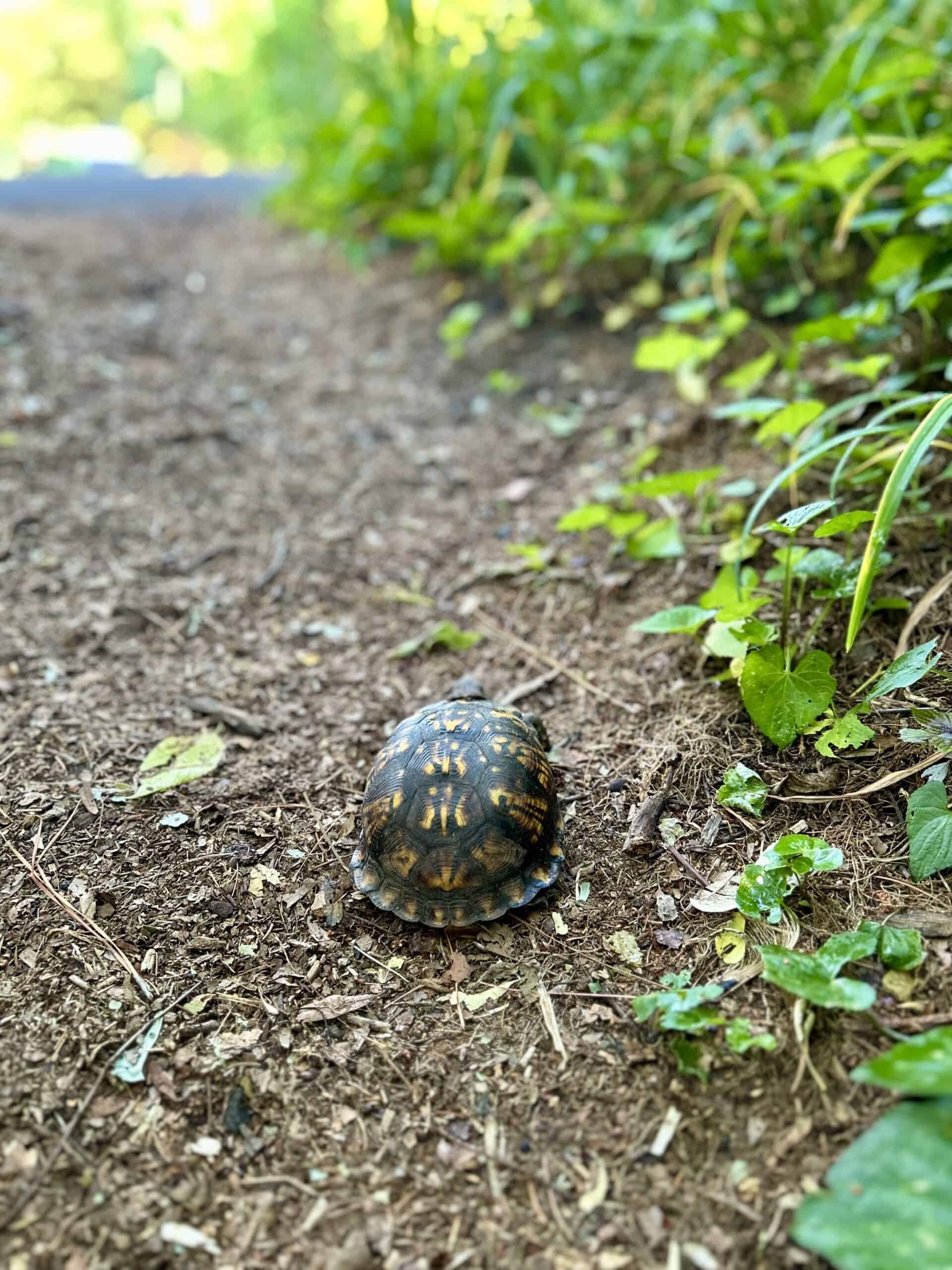 box turtle.