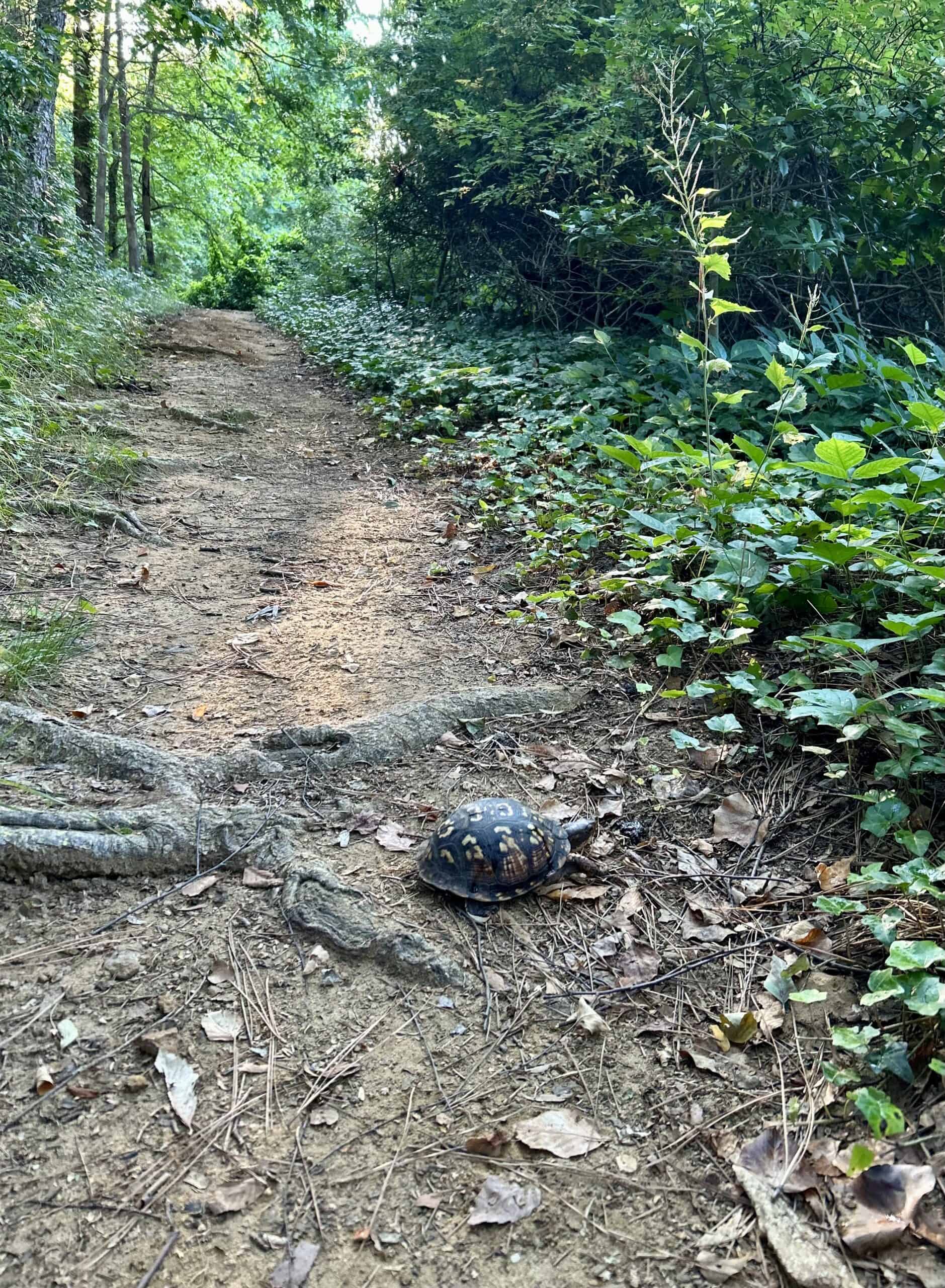 box turtle.
