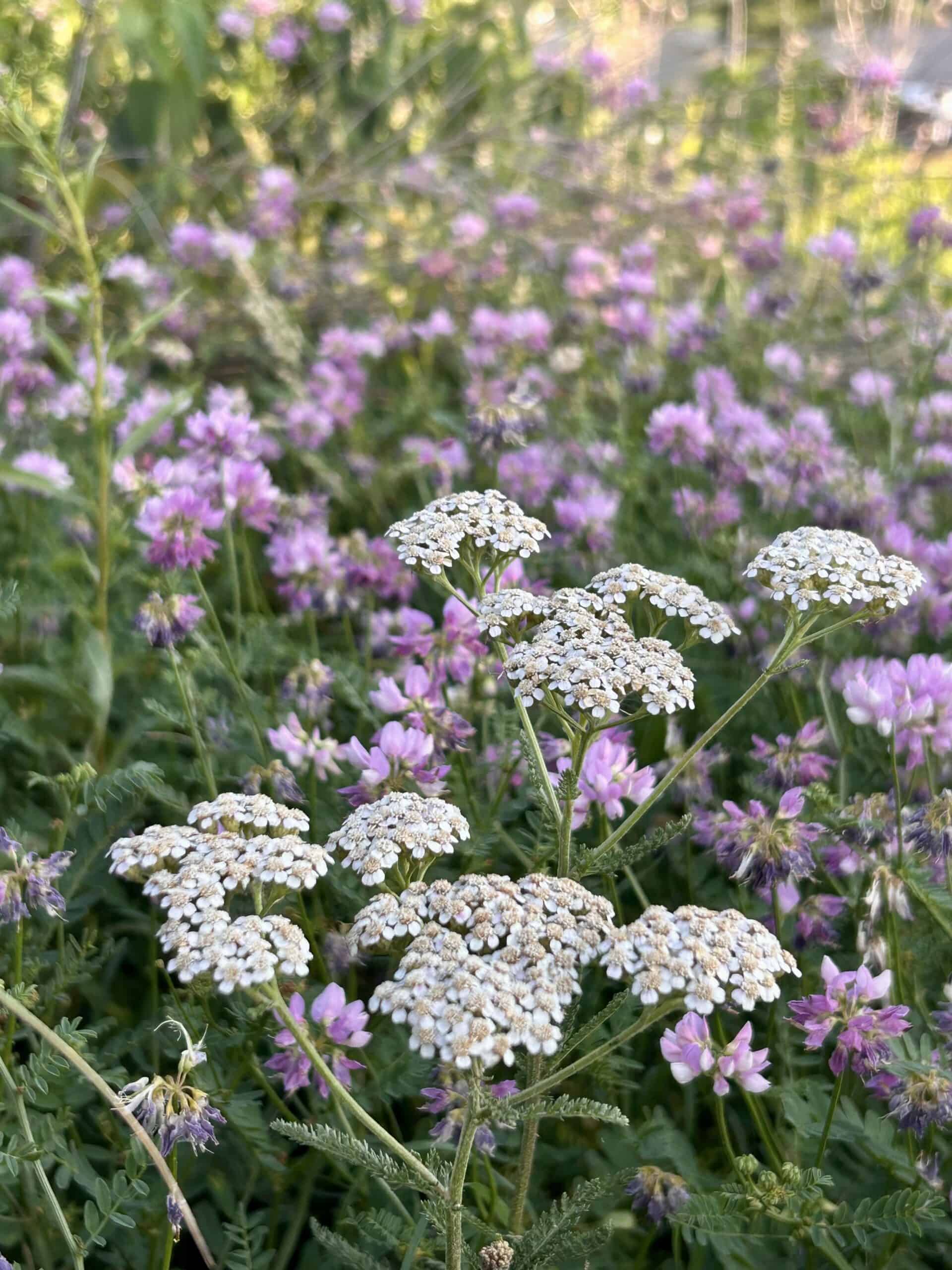 wild flowers.