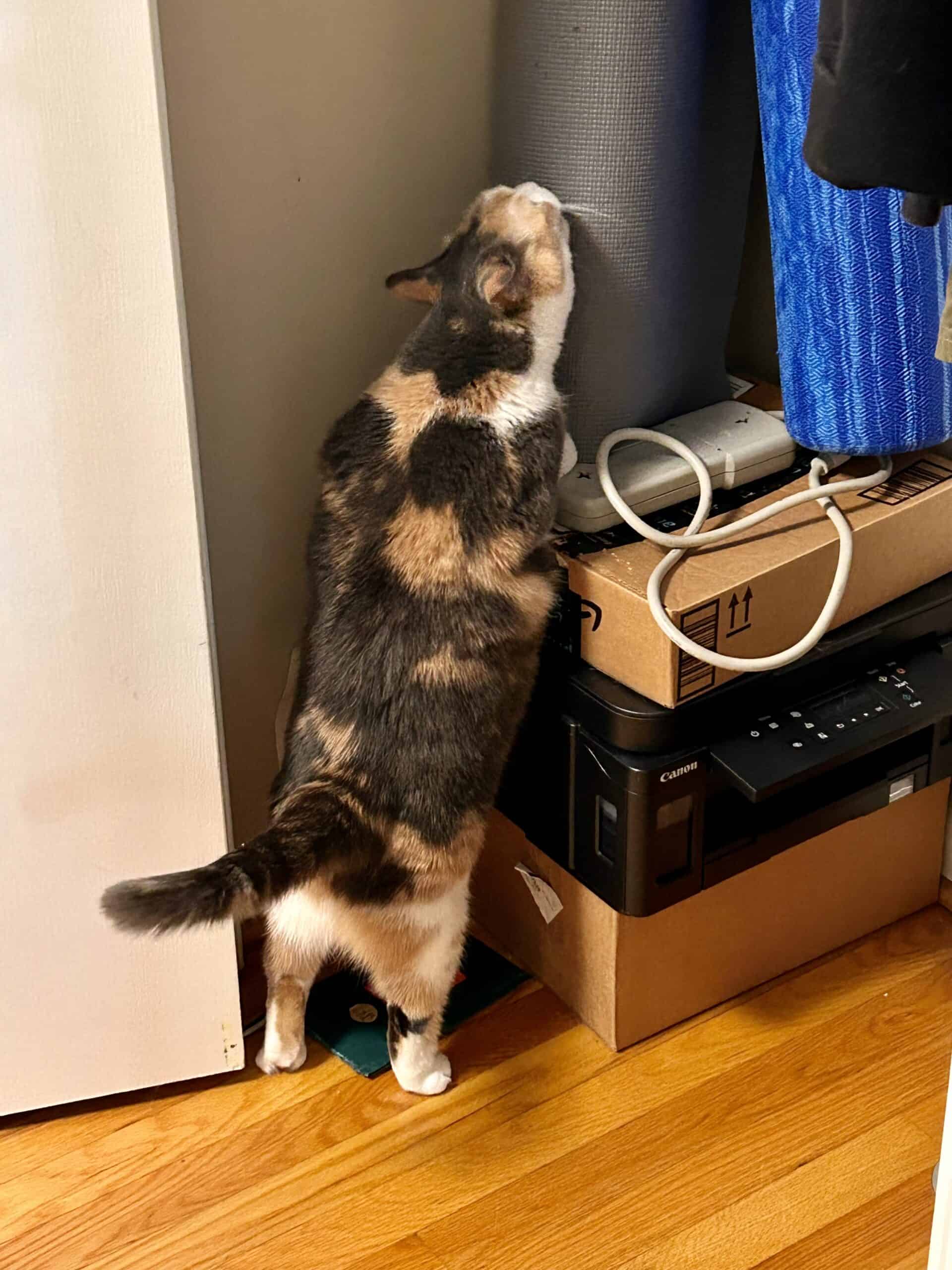 cat licking yoga mat.