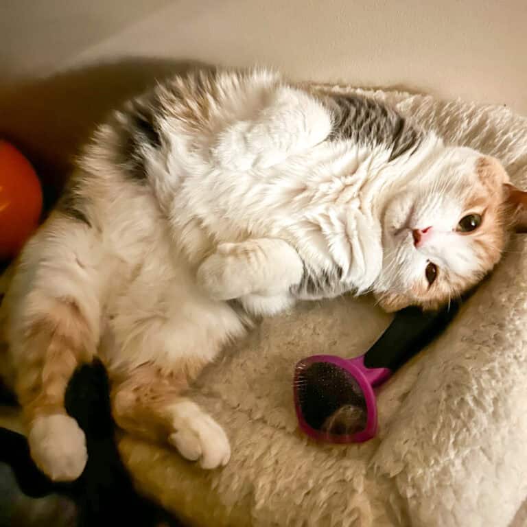 cat on her back.