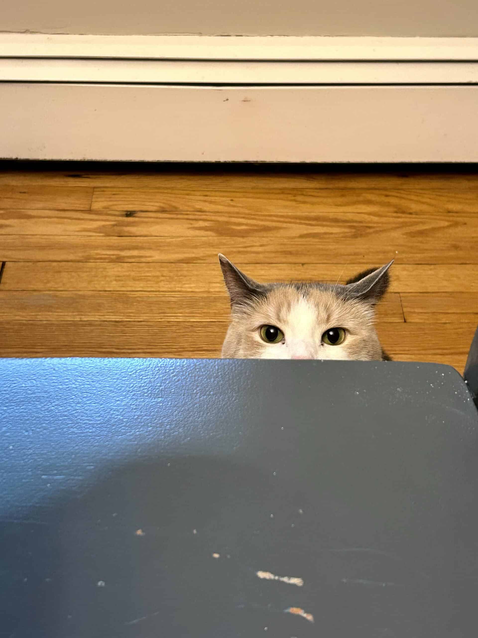 cat peeking over chair.