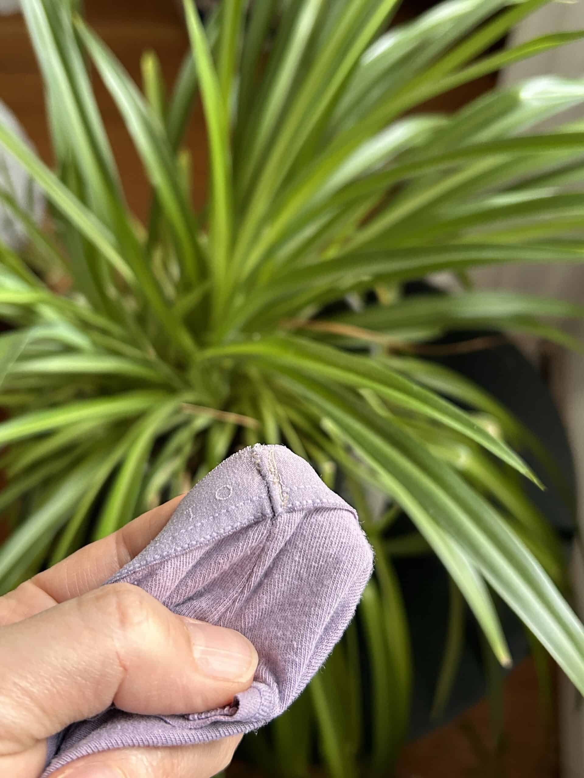 underwear waistband repair.