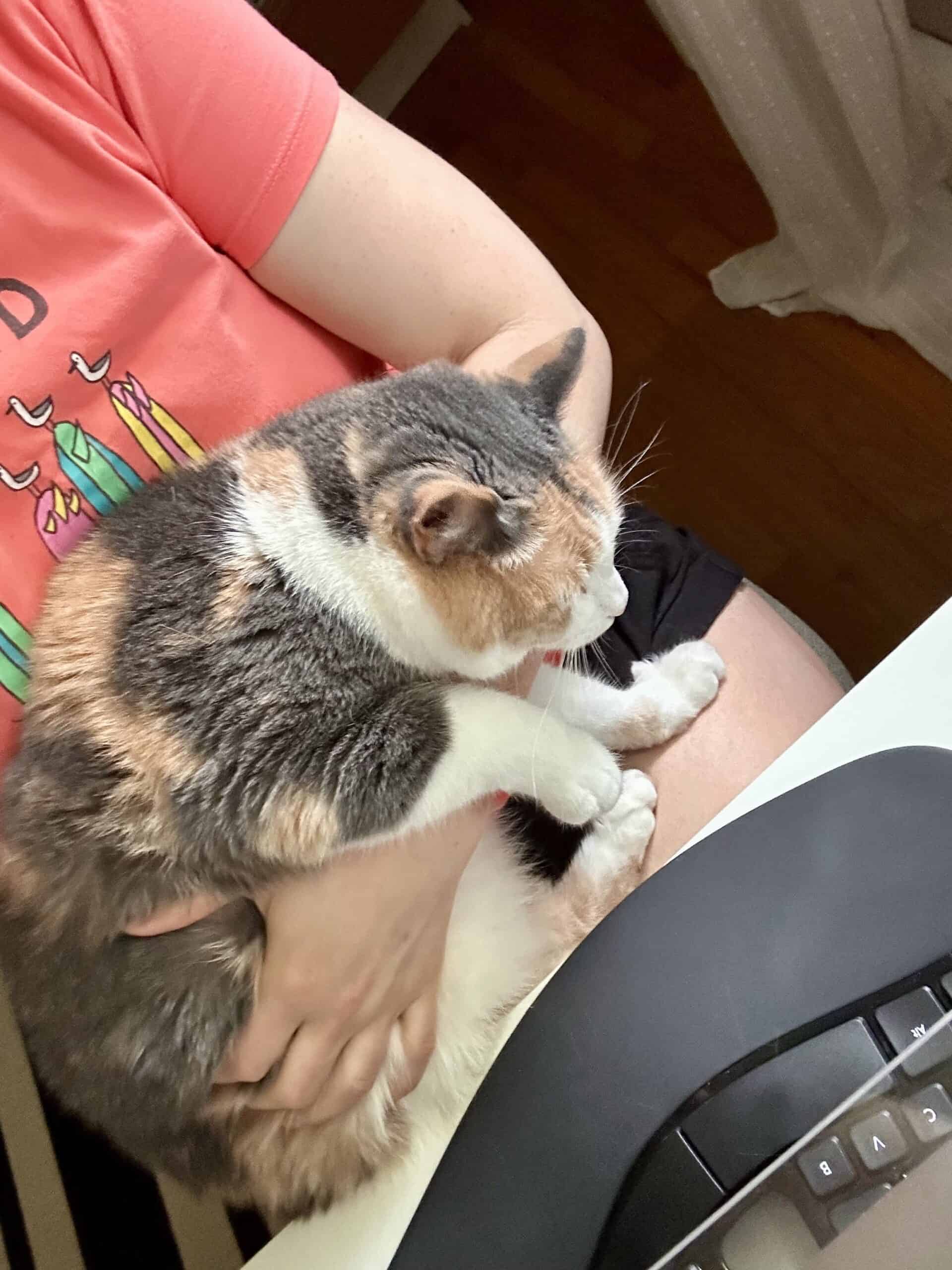 cat on lap.