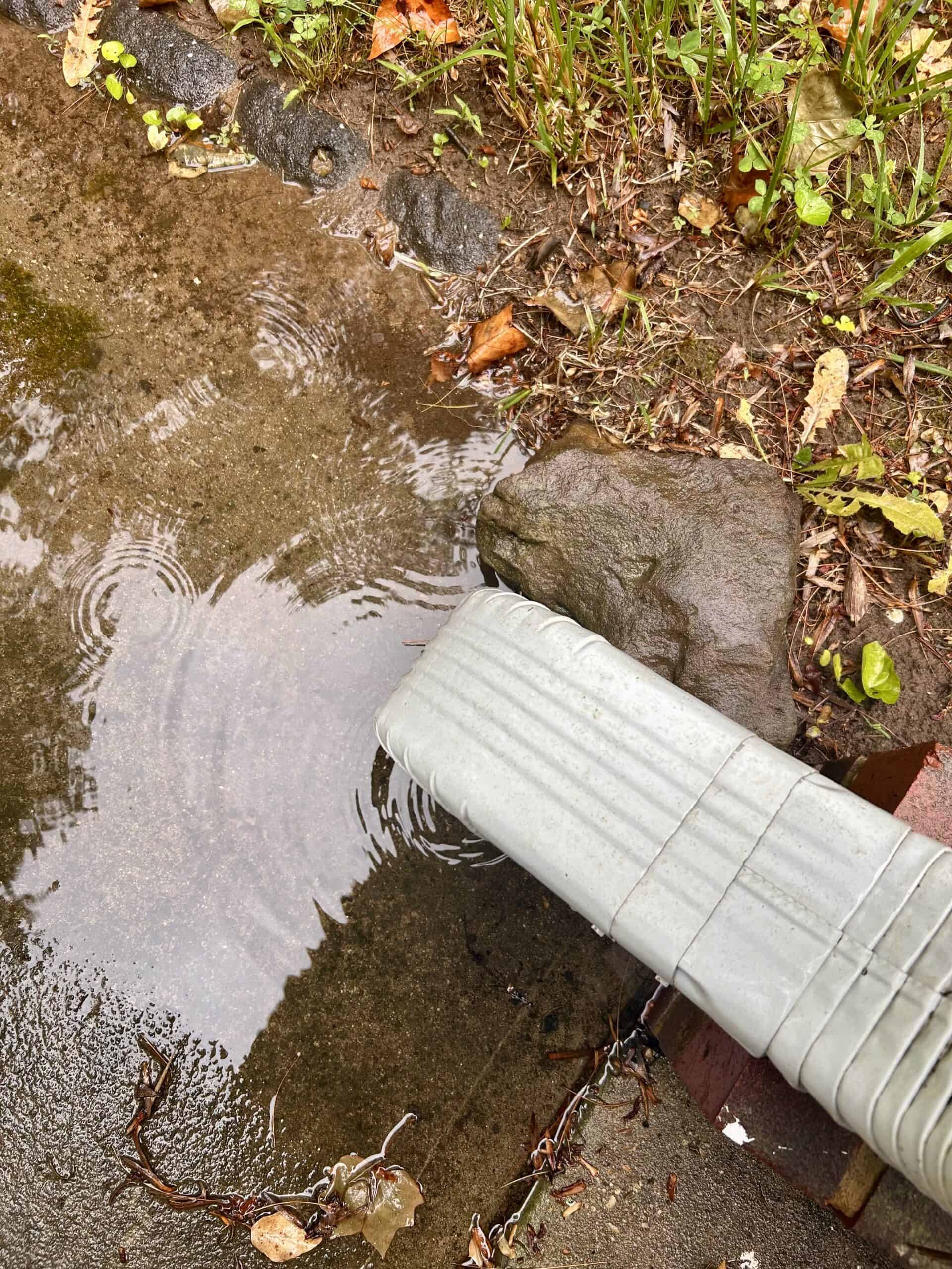 rainy puddle.