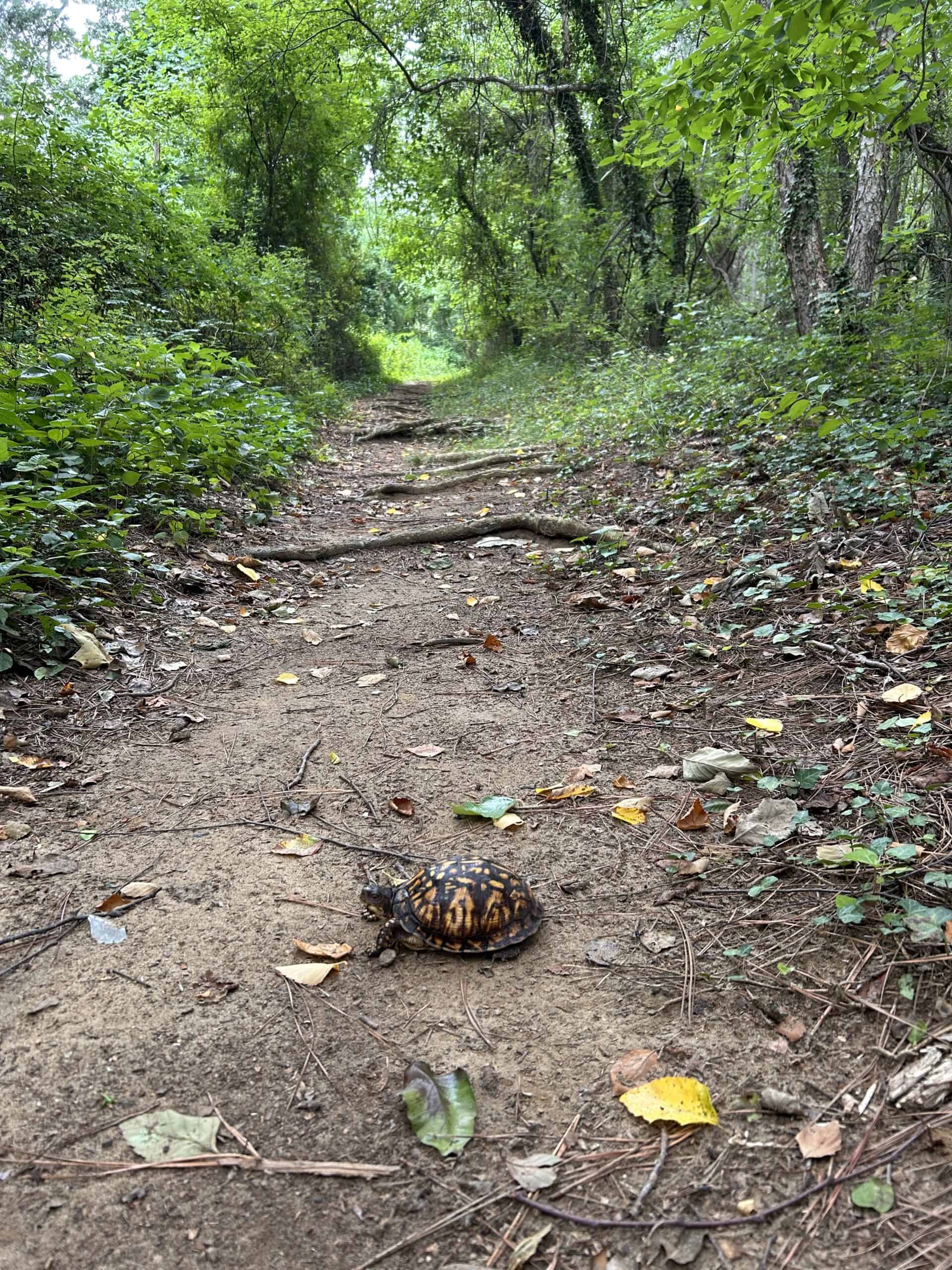 turtle on trail.