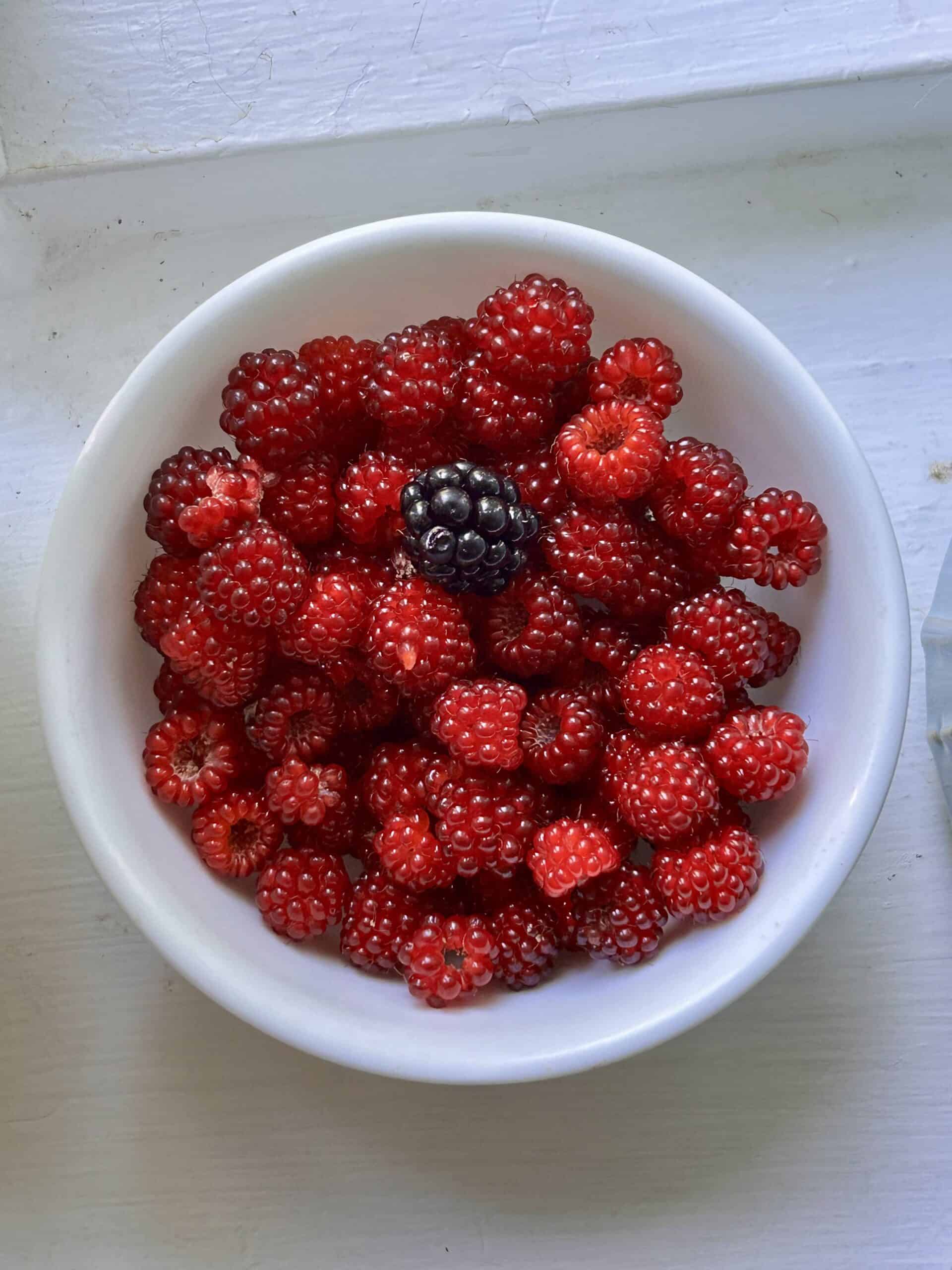 backyard berries in a white bowl.