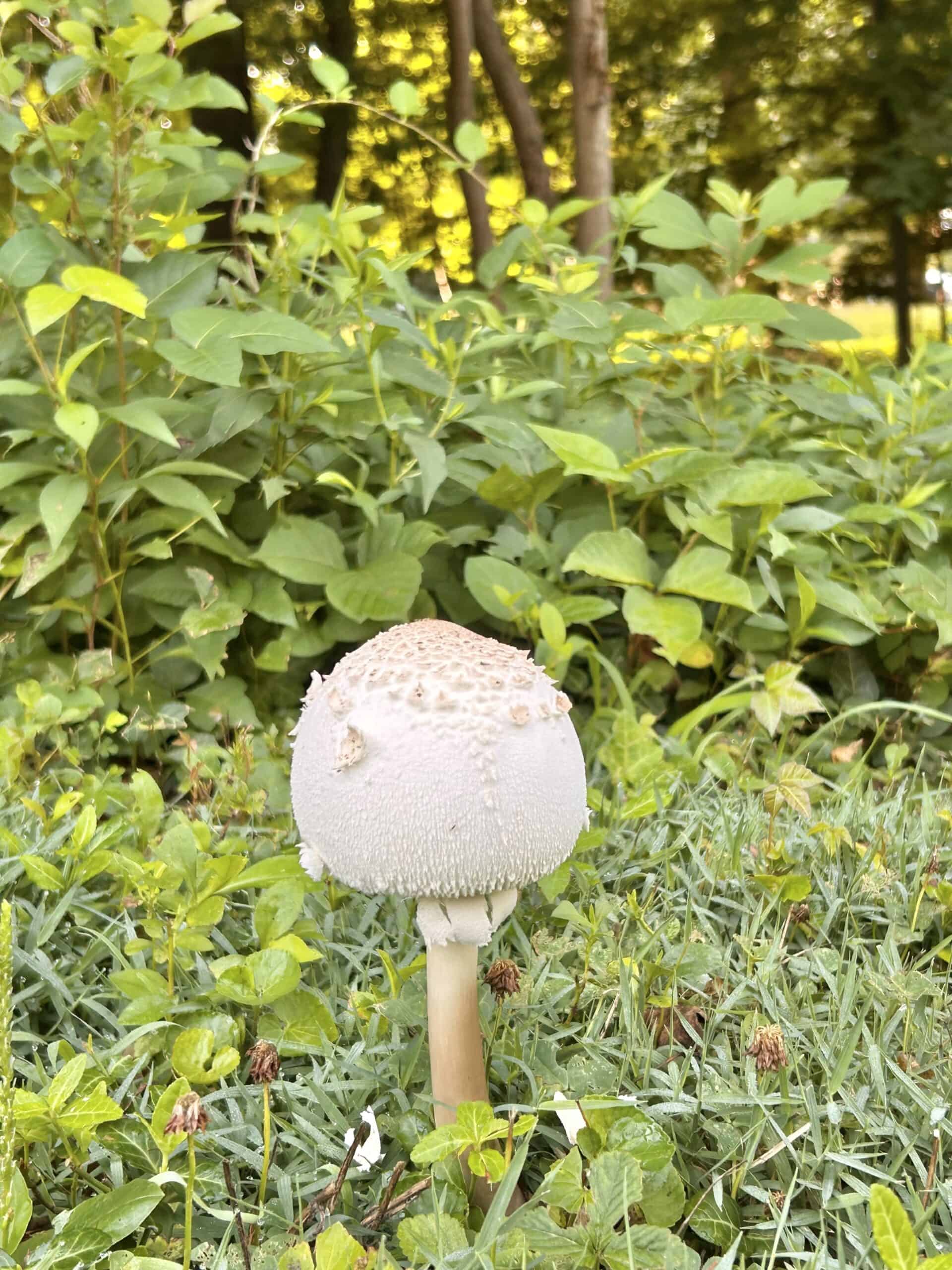 puffball mushroom.