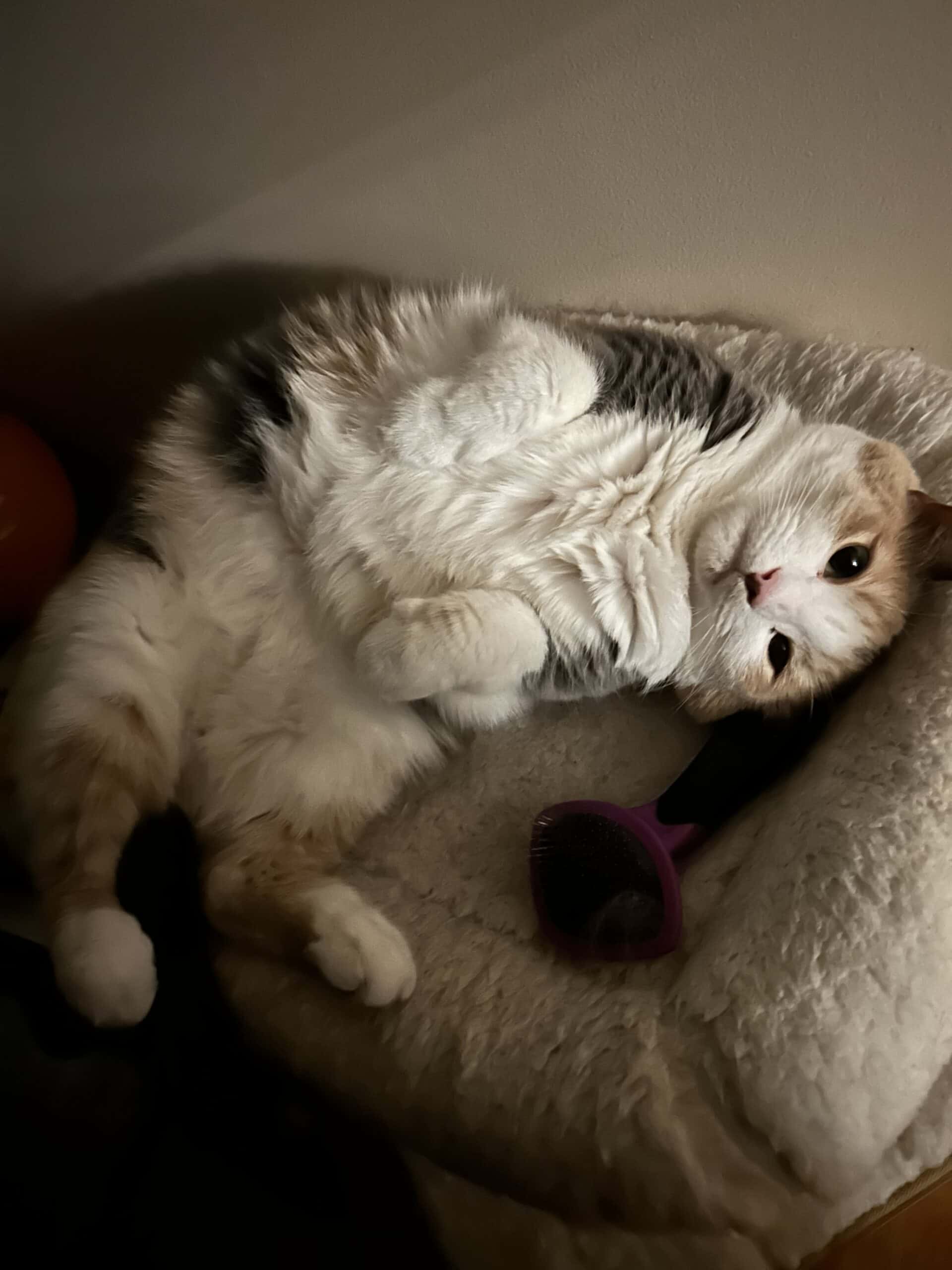 cat in cat bed.