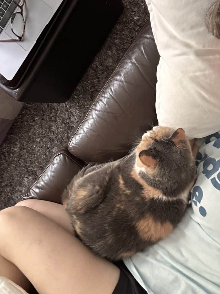 cat cuddling.