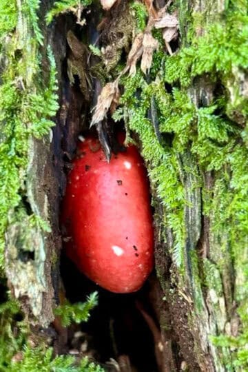 red mushroom.