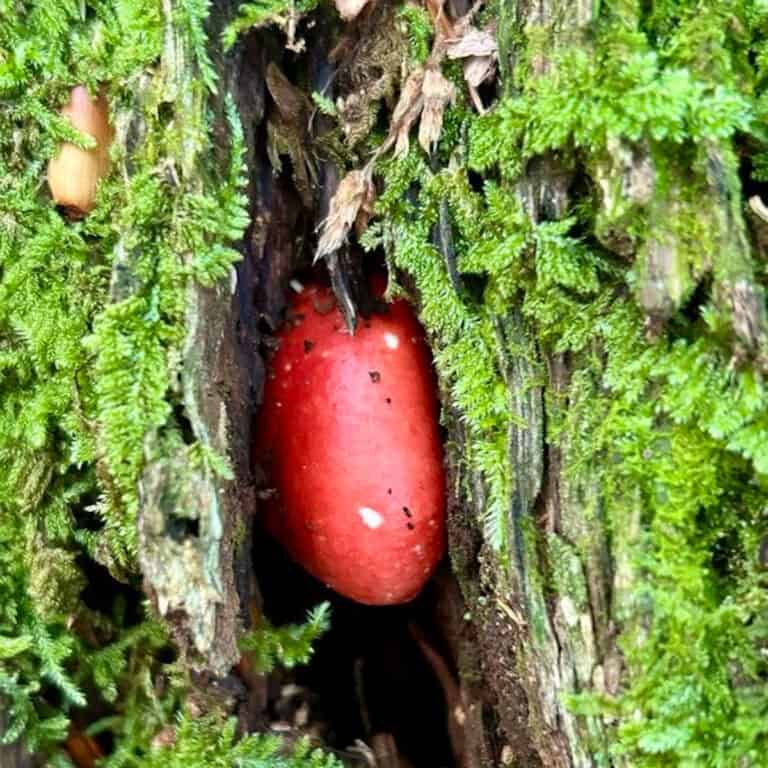 red mushroom.