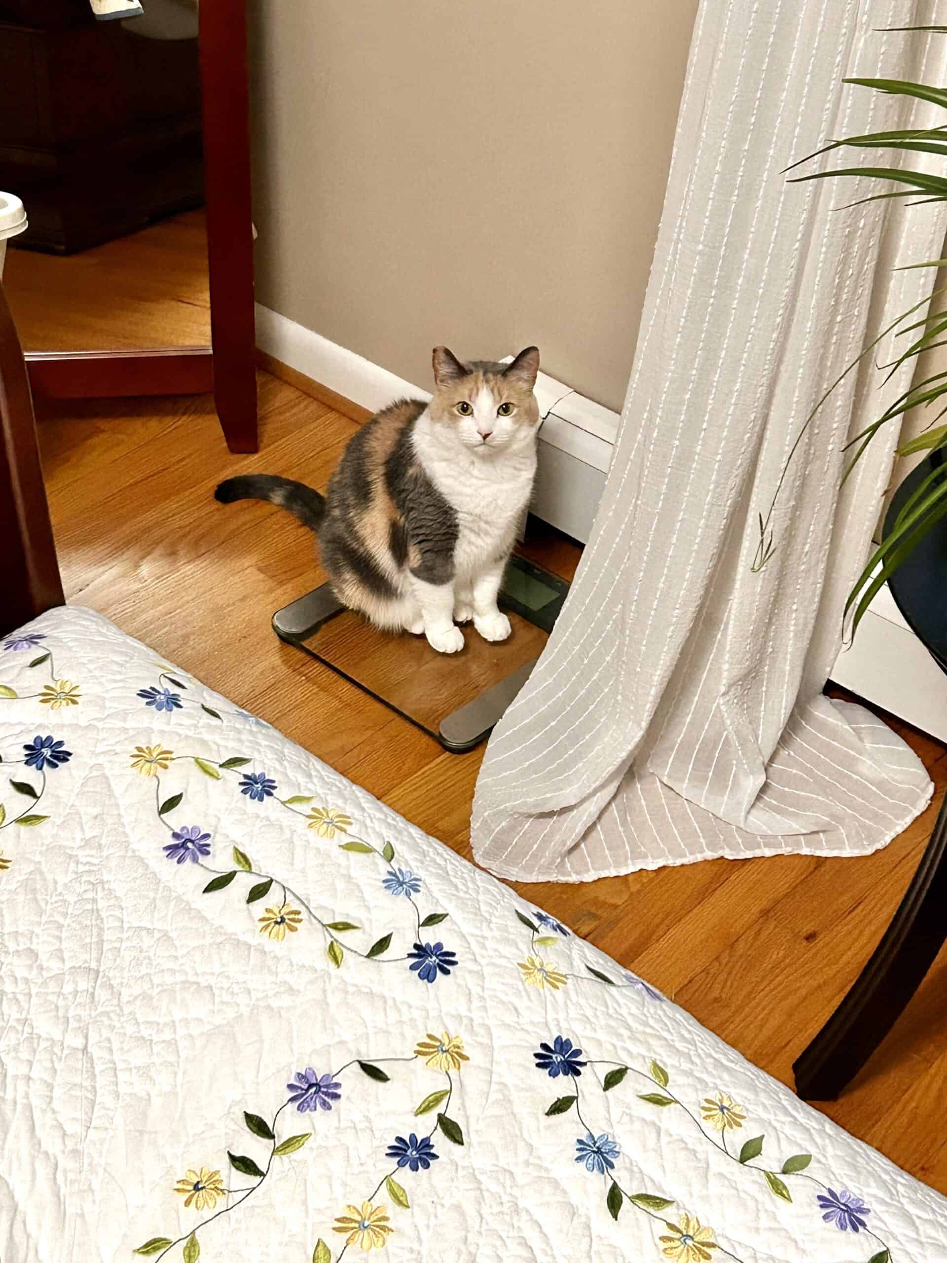 cat on scale.