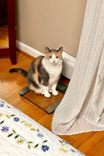 cat on a scale.