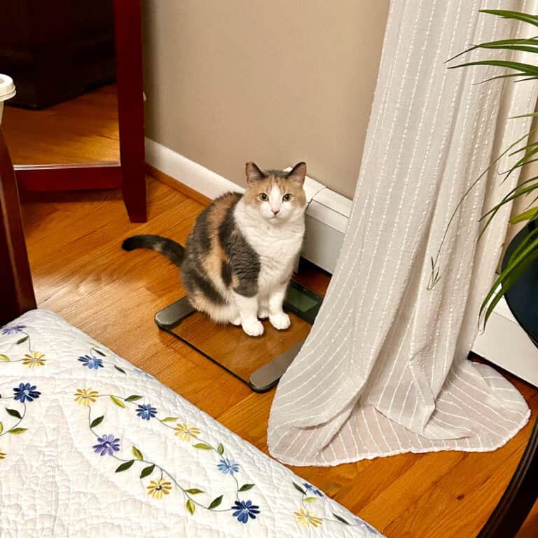 cat on a scale.