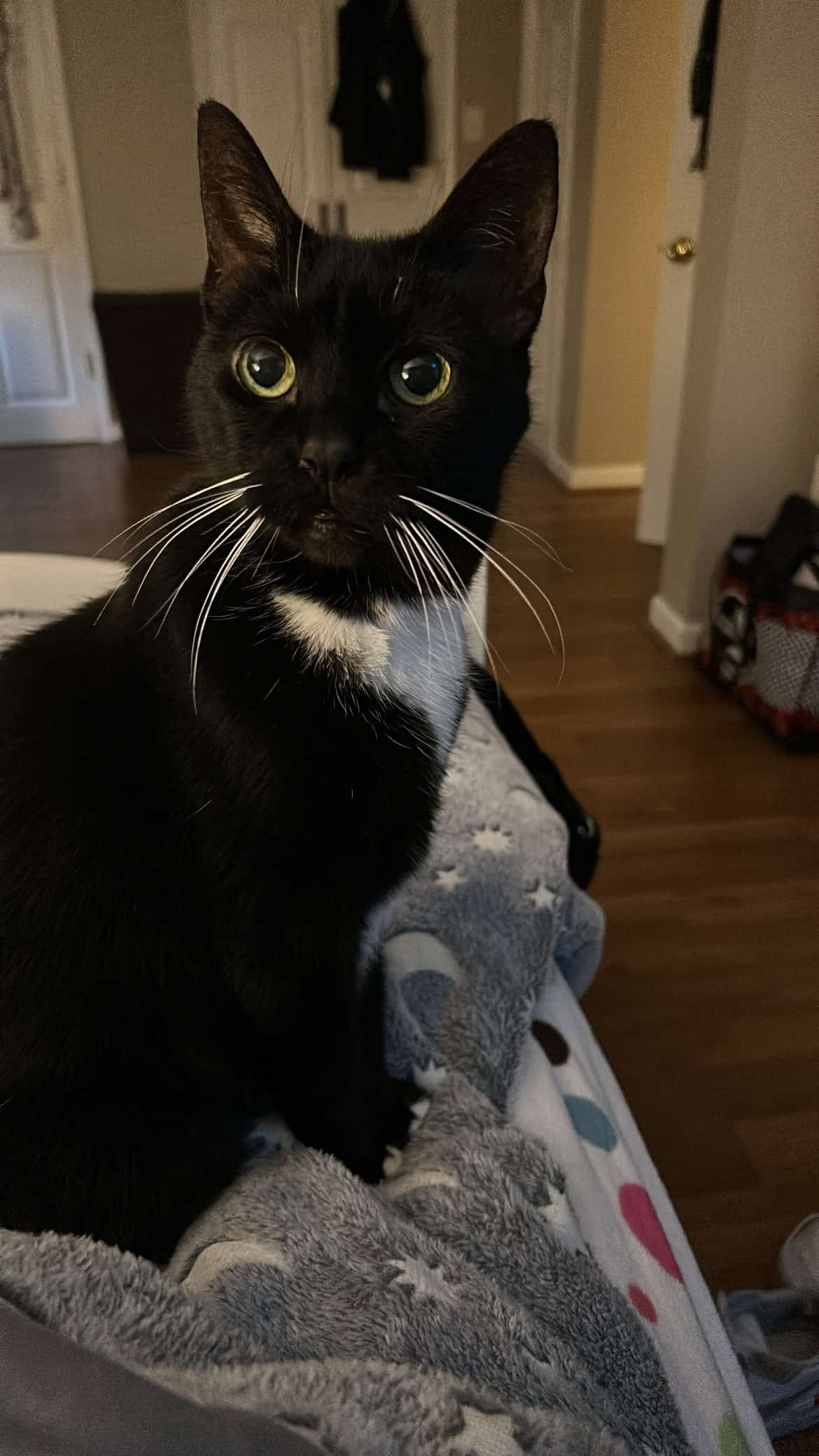 tuxedo cat.