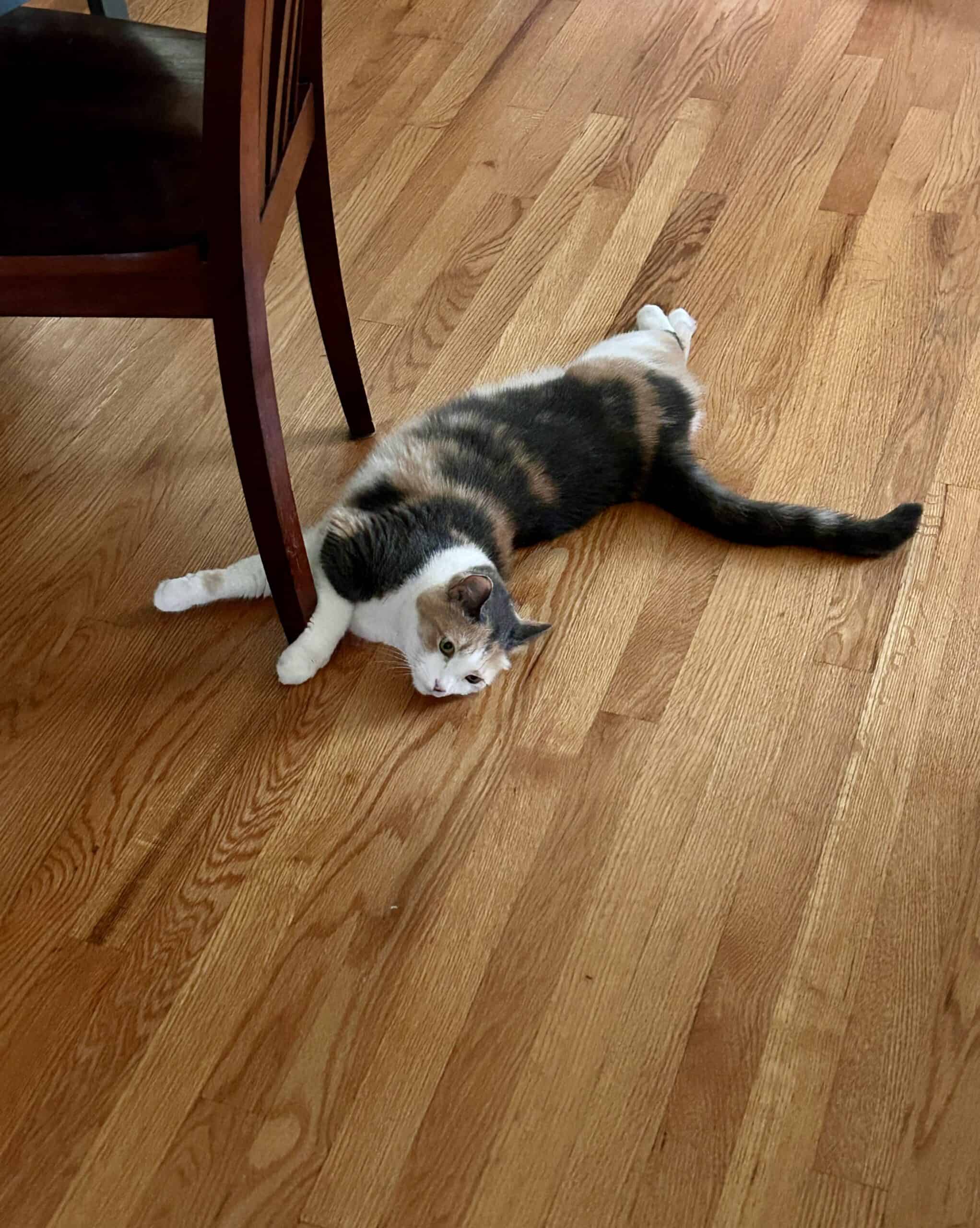 cat lounging on floor.