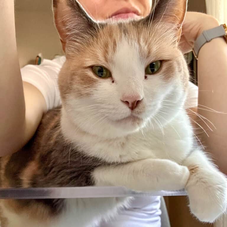 calico cat.
