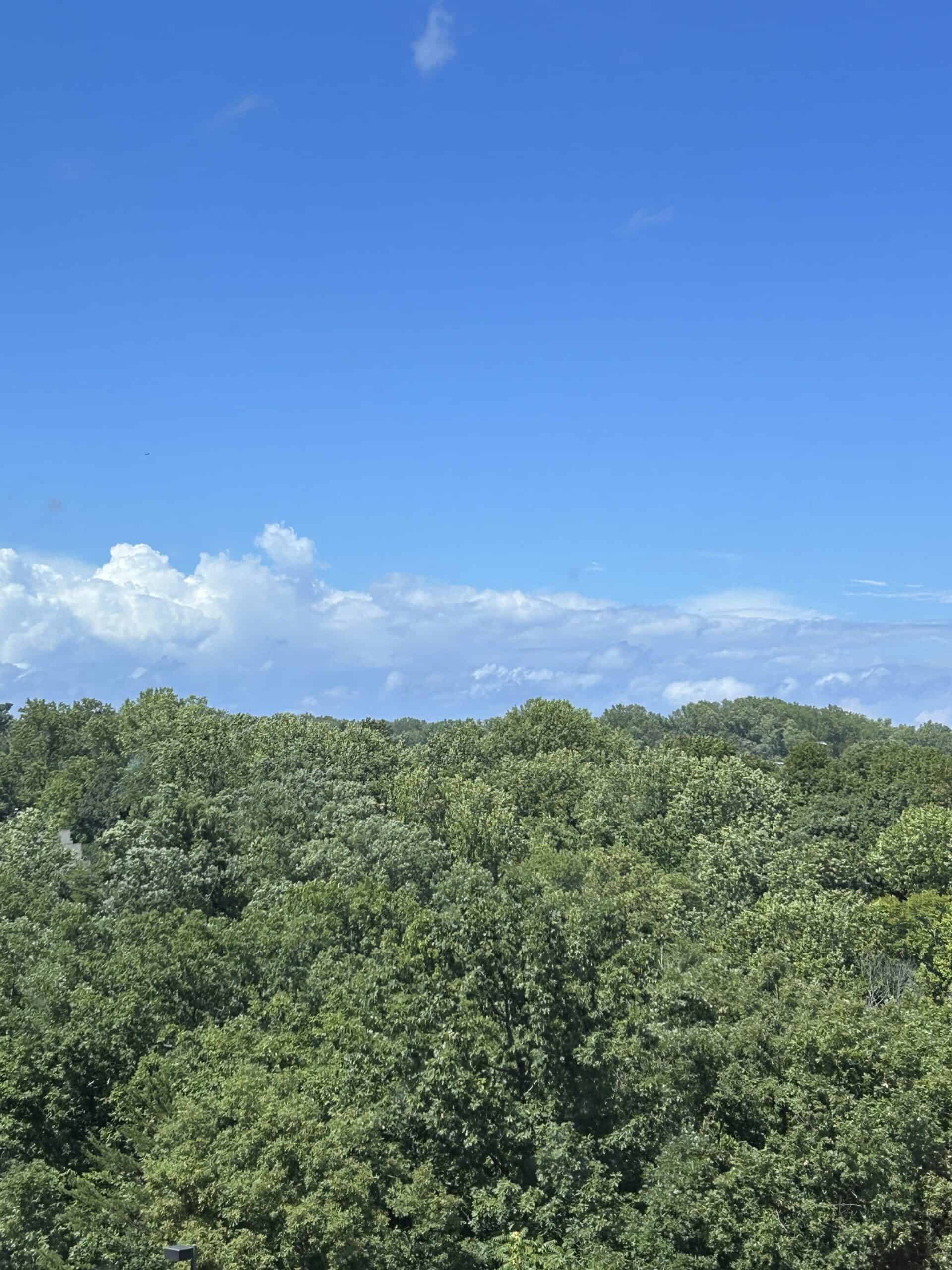 window view of trees.