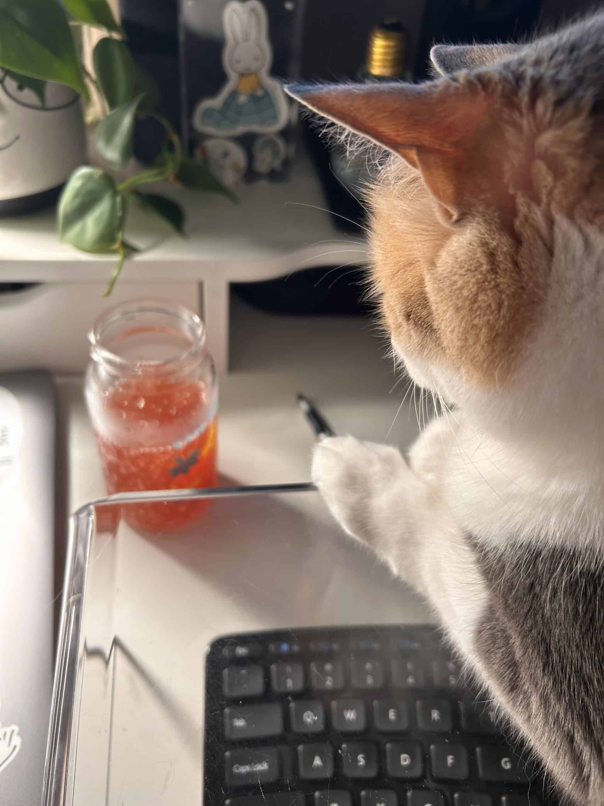 Chiquita looking at kombucha.