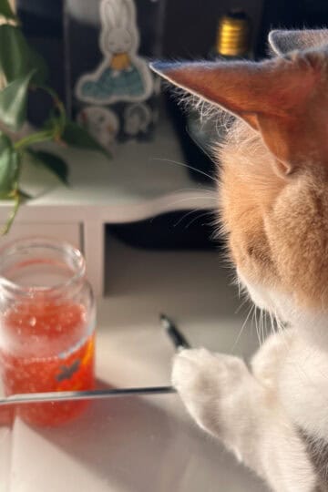 chiquita.