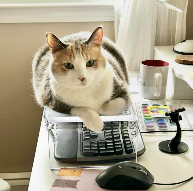 cat on keyboard.