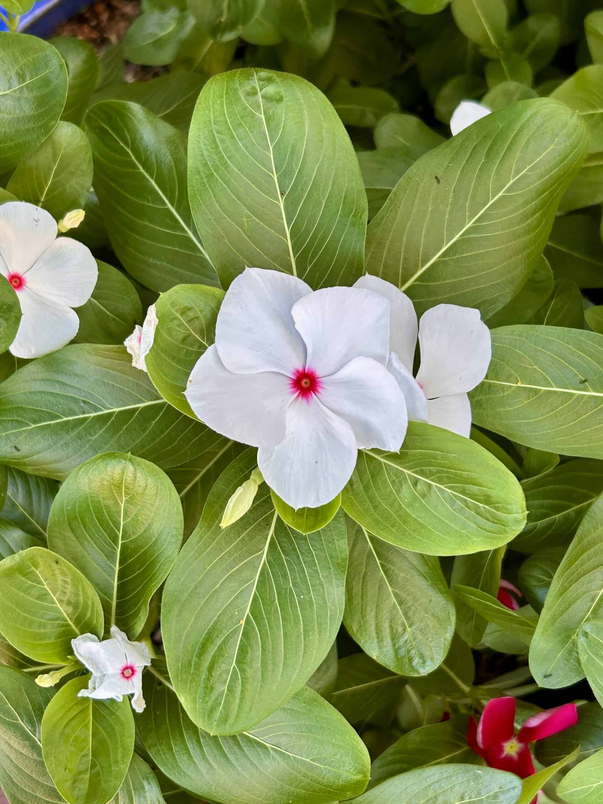 white Vinca bloom.